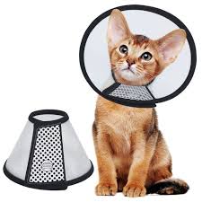 E-collars (Elizabethan collars or "cones") for cats